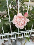 DD5E5885-87B8-4BFB-A730-C7D56EF27F78