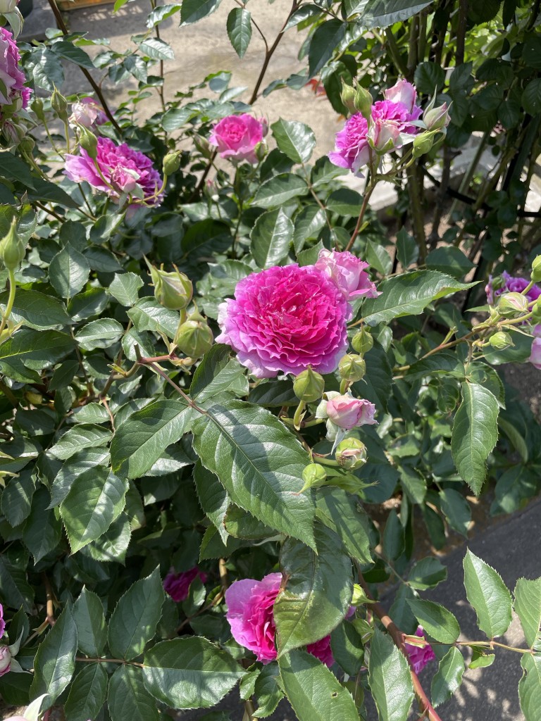 IMG_0619