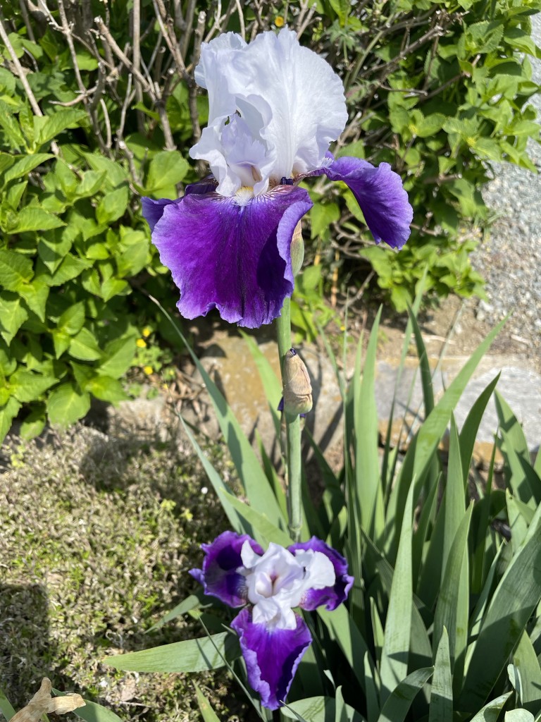 IMG_0634